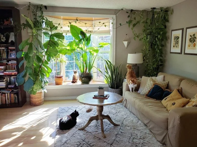راهنمای نگهداری گیاهان آپارتمانی