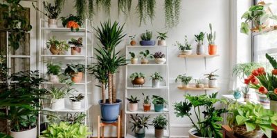 درمان بیماری گیاهان آپارتمانی در منزل